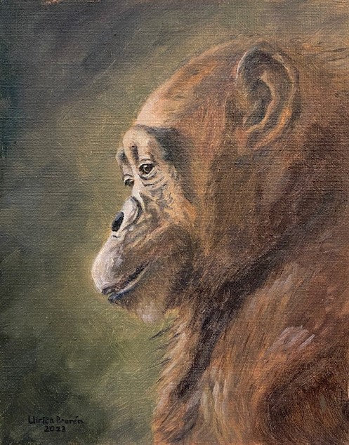 Lone chimpanzee