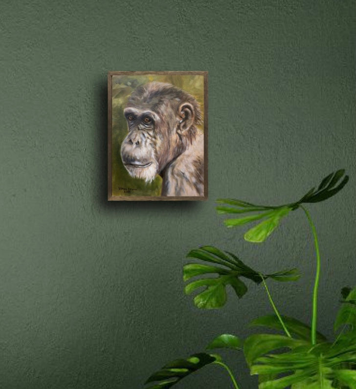 Chimpanzee