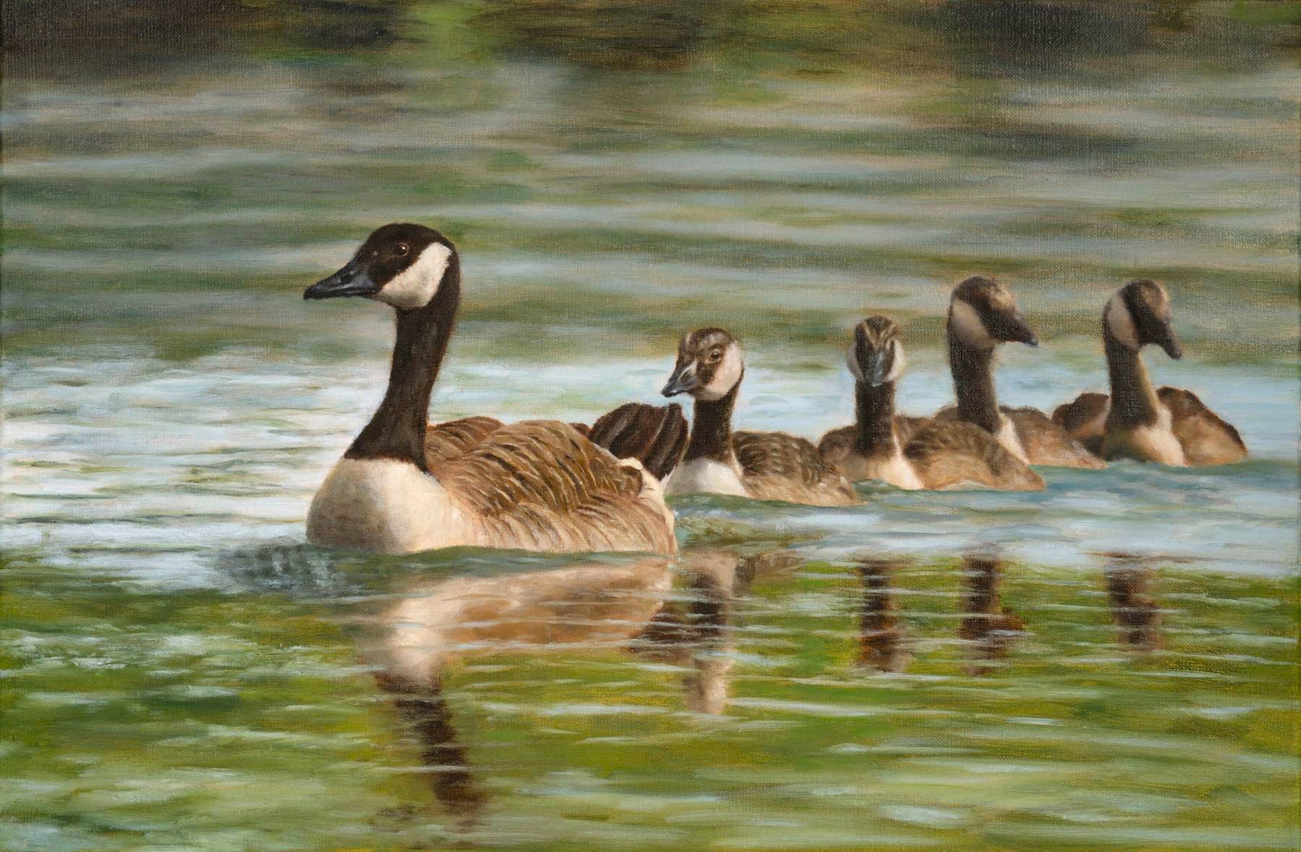 Canada geese