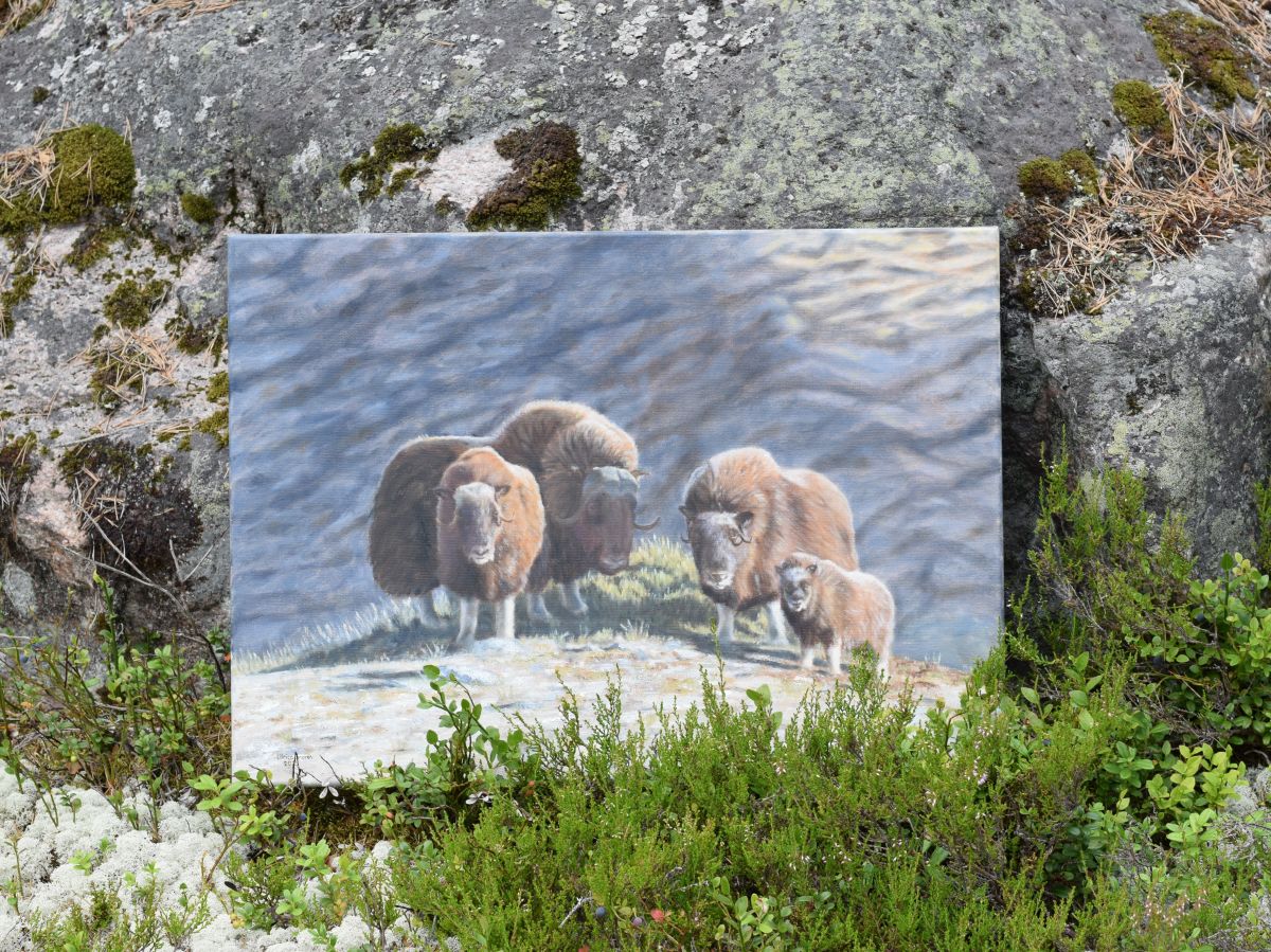Musk Oxen on the Mountain
