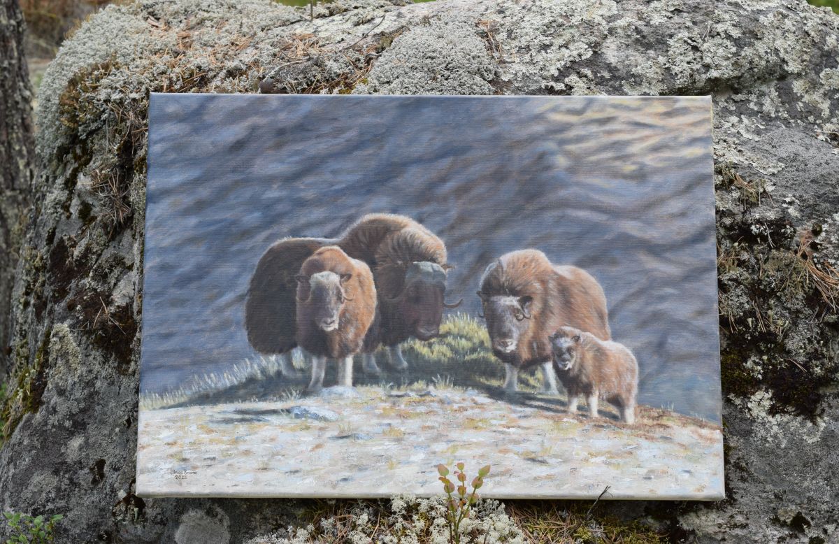 Musk Oxen on the Mountain