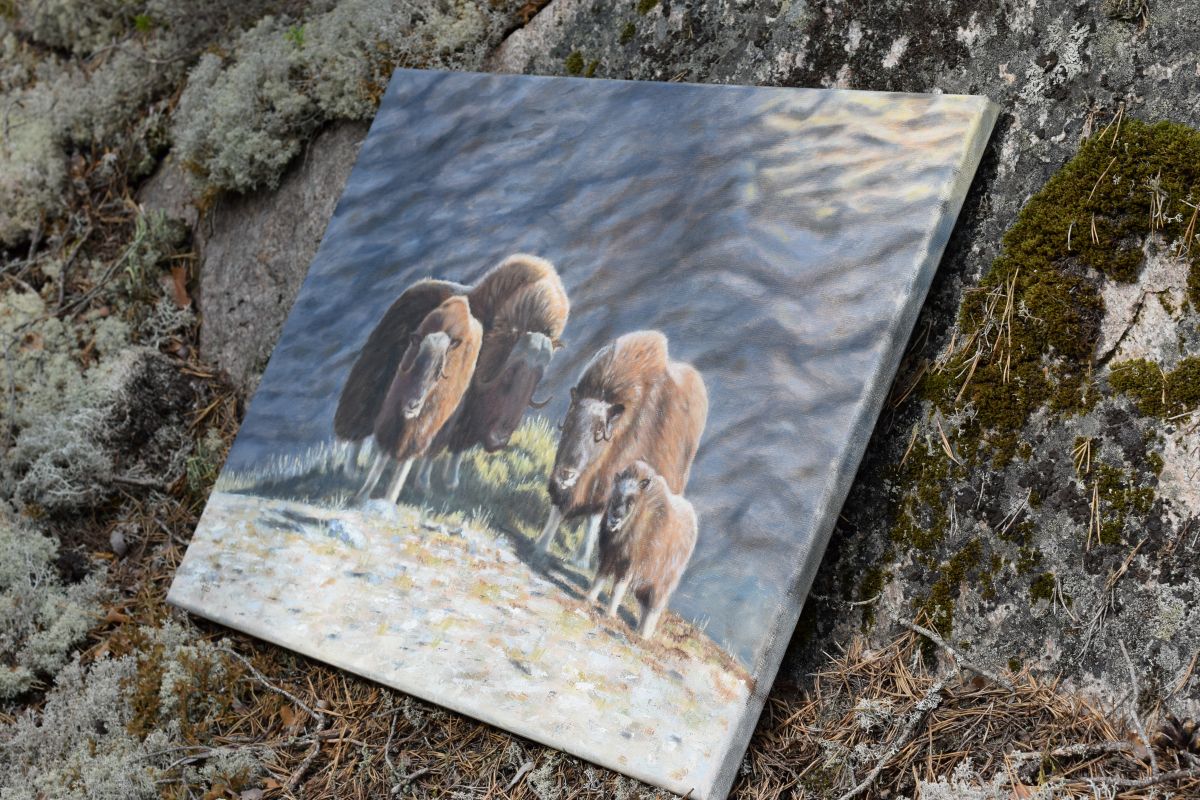 Musk Oxen on the Mountain