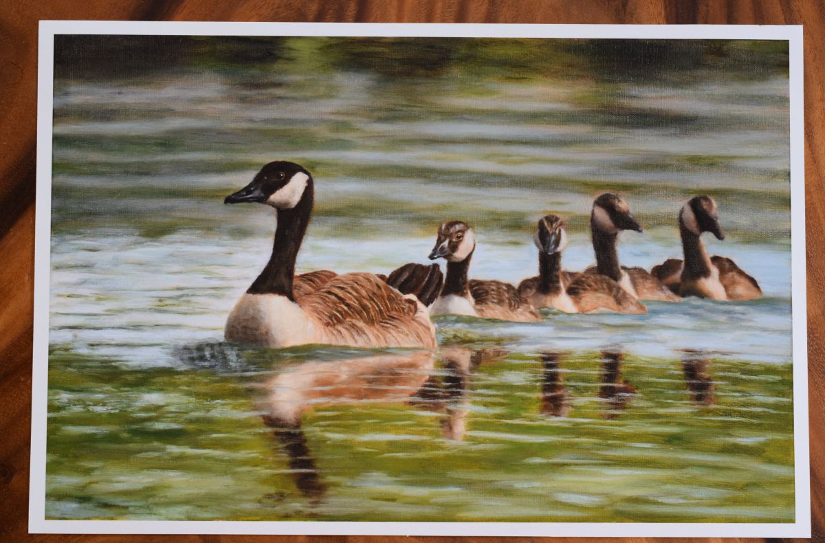 Swimming Canada geese