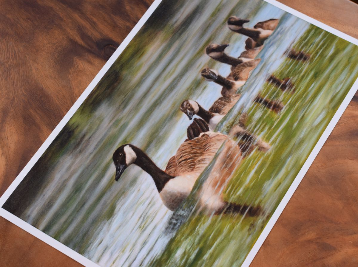 Swimming Canada geese