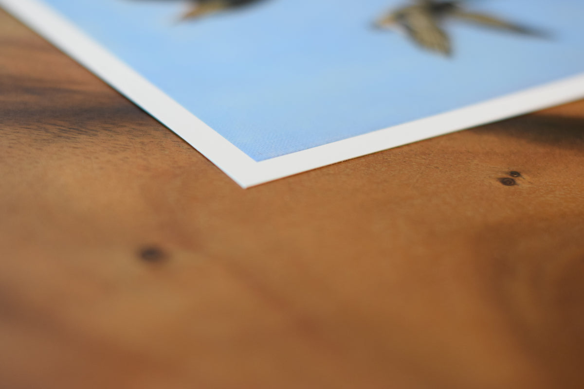Flying Mallards – Giclée Fine Art Print 