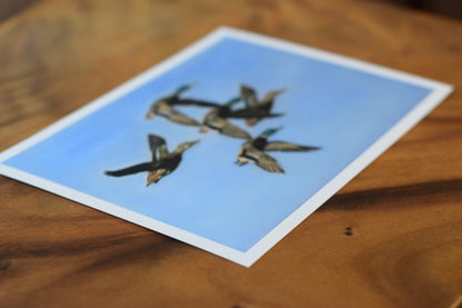 Flying Mallards – Giclée Fine Art Print 