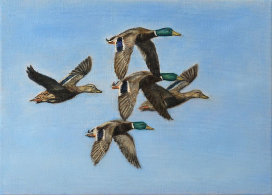 Flying mallards