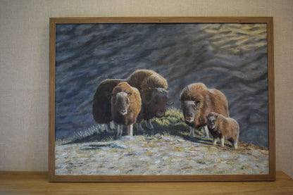 Musk Oxen on the Mountain