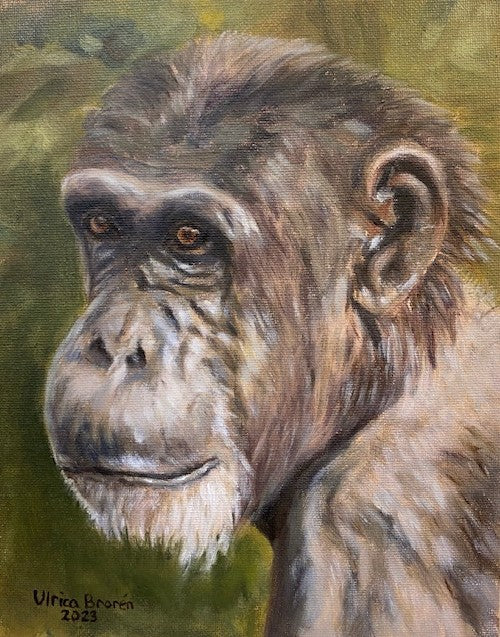 Chimpanzee