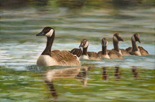 Canada geese