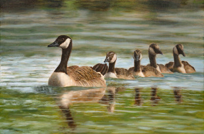 Swimming Canada geese