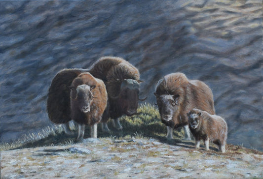 Musk Oxen on the Mountain